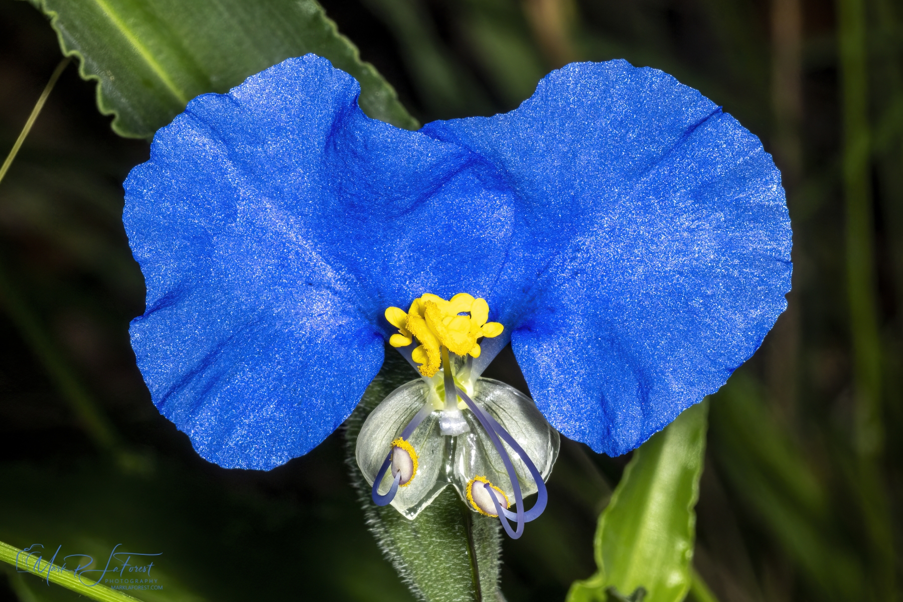 Day Flower, Austin Texas